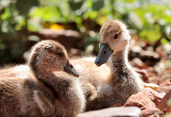 Egyptian Goose Gosling, Kruger National Park, South Africa