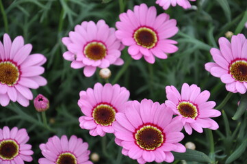 Argyranthemum Grandaisy Pink Halo