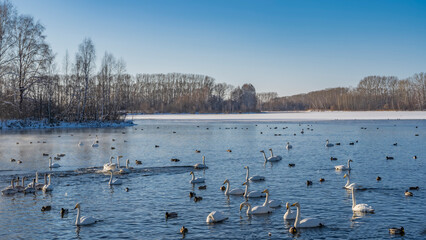 Graceful white swans and ducks swim in the ice-free lake. Trees grow on snow-covered shores. Clear blue sky. Steam over the water. Altai. Lake Svetloye