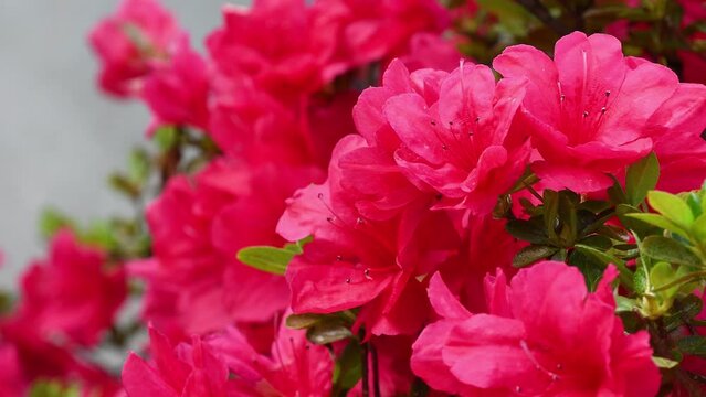 Close up of beautiful red Azalea flowers in spring. Azalea belongs to the rhododendron genus, it is a genus of plants from the Ericaceae family.