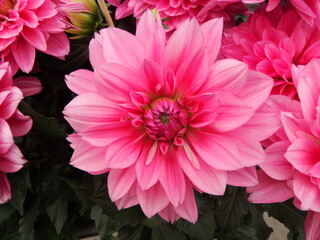 Dahlia speciality