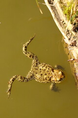 Fototapeta premium Bufo bufo, green frog floating on the surface of the pond, toad