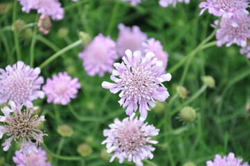 Scabious Blue Mist