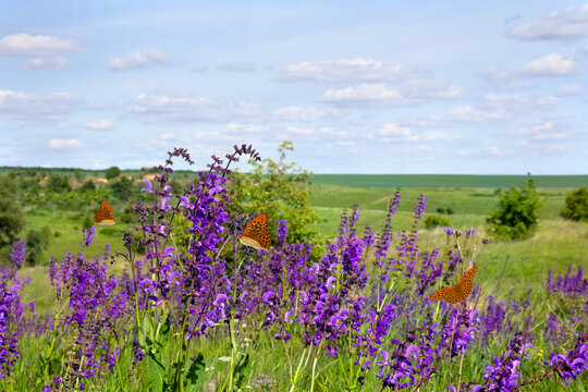Violet flowers salvia ( sage ) with orange butterflies in sun light on meadow in summer