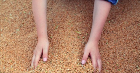 farmer examining wheat grains in hands