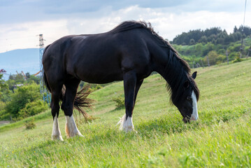 Horse grazing in a pasture with grass.