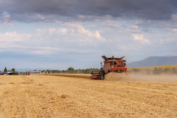 Harvester machine to harvest wheat field working.