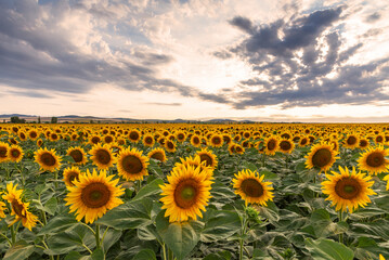 Sunflower field at sunset.