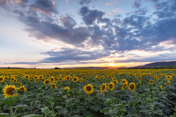 Sunflower field at sunset.