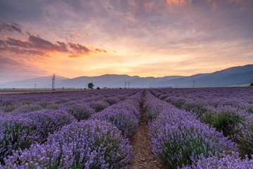 Naklejka na ściany i meble Lavender flower field at sunset.