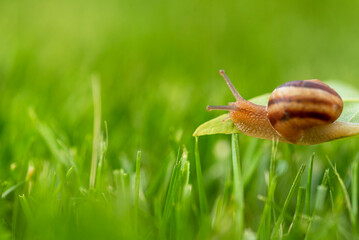 Snail in grass.