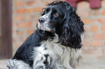 black and white spaniel dog