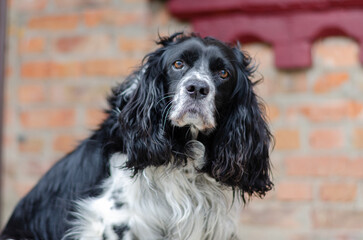 black and white spaniel dog