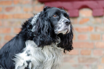 black and white spaniel dog