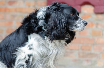 black and white spaniel dog