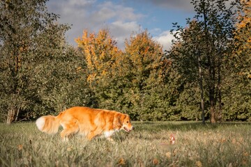 red dog on the field, red dog on a meadow, sneaking dog across a meadow in backlight in autumn...