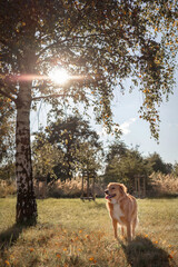 red dog in the woods, dog standing under willow during sunset, dog under the willow, dog and the sunset, mongrel young dog on the meadow