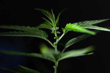 the growth of male cannabis in close-up on a black background