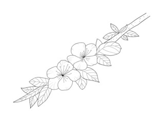 Hand drawn cherry flowers on a branch. Flower vector illustration in black outline on white background. 