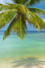 Obraz na płótnie Canvas Beautiful tropical beach with coconut palm tree on white sand with ocean view , Thailand