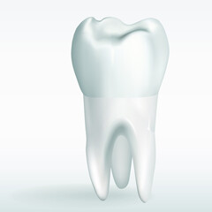 Realistic tooth. Illustration for dentistry