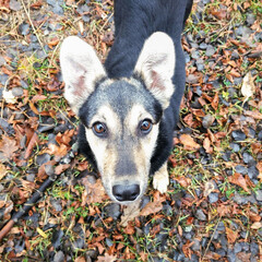 cute dog with protruding ears posing on fallen leaves