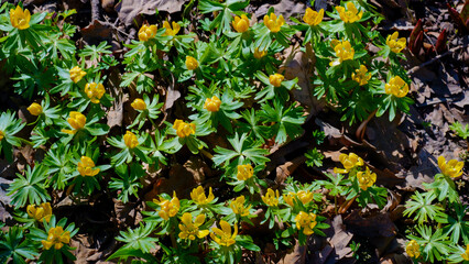 The first yellow spring flowers in the sun. Small yellow flowers break through last year's foliage in the forest. Early spring in the park.