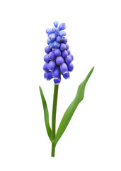 Muscari spring flower (grape hyacinth) isolated on white background
 - obrazy, fototapety, plakaty