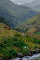 mountains landscape with wild horse,  grass and clouds