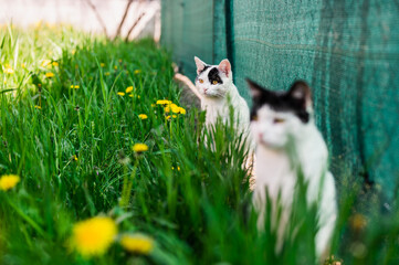 Two young domestic cats hiding in fresh deep grass and curiously looking at something. Springtime, shade, copy space