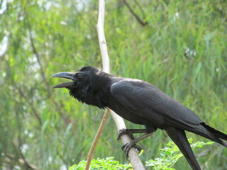Indian common raven, crow