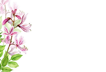 white background with watercolour pink flowers and leaves, summer flowers, hand drawn sketch