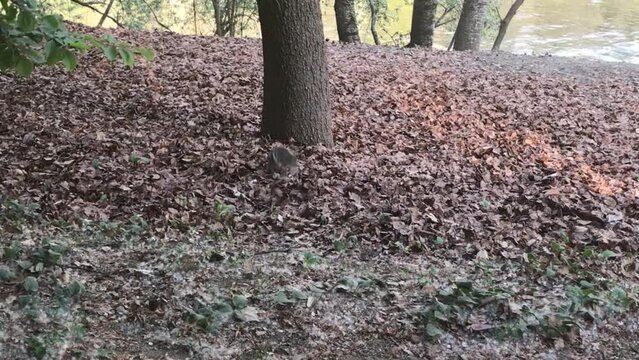 Squirrel catches a peanut thrown by tourists in Parco del Valentino, Turin.