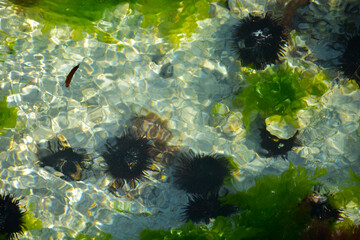The bottom of the Indian Ocean with sea urchins and green algae off the coast of the island of zanzibar in Tanzania