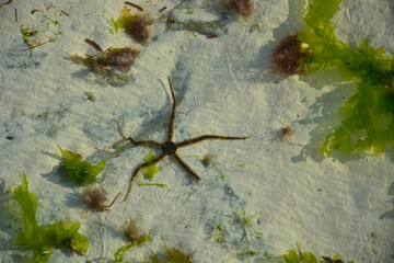 The bottom of the Indian Ocean with Brittle star ophiuroid and green algae off the coast of zanzibar island in Tanzania