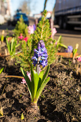 spring flowers in the garden