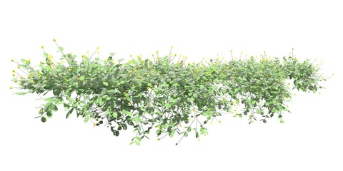 Climbing plants creepers isolated on white background 3d illustration