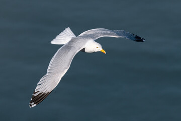 Adult Herring Gull in flight © David
