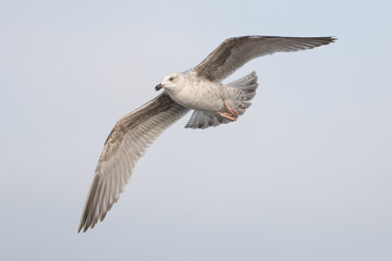 Herring Gull - Juvenile in flight