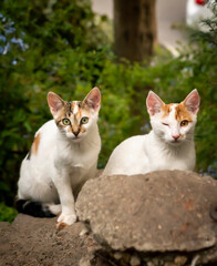 Portrait of two brothers cats with a wrinkled eye