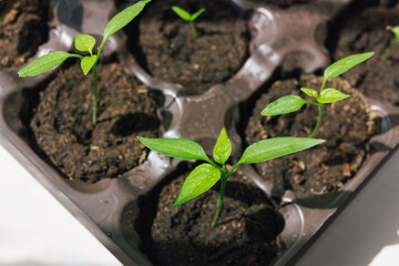 Seedlings of bush pepper in a plastic cassette with soil on a home windowsill. Fresh young green shoots with leaves. Top view