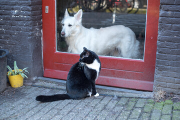 outdoor cat and indoor dog 