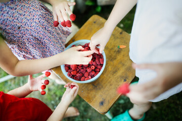 Cute funny european girl child eats raspberries with her hands, daughter helps pick berries in the...