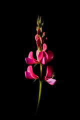 Naklejka na ściany i meble A flower that knows how to inspire - sainfoin flower close-up