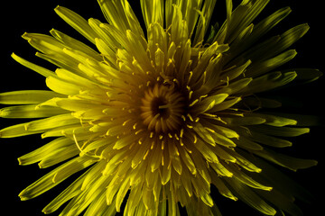 Floral mood in yellow - dandelion close-up