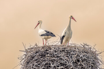 a pair of storks in their nest