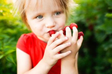 Cute funny european girl toddler kid eating raspberries with fingers with hands, happy childhood and lifestyle. Daughter helps to pick berries in the garden, eco-friendly healthy natural berries