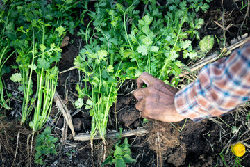 selective focus green coriander matures in farmers' fields in Thailand