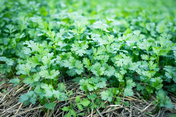 selective focus green coriander matures in farmers' fields in Thailand