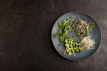Blue ceramic plate with microgreen sprouts of green pea, sunflower, alfalfa, radish on black. Top view.